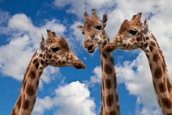 Krakow Zoo with Hotel Transfer image 2