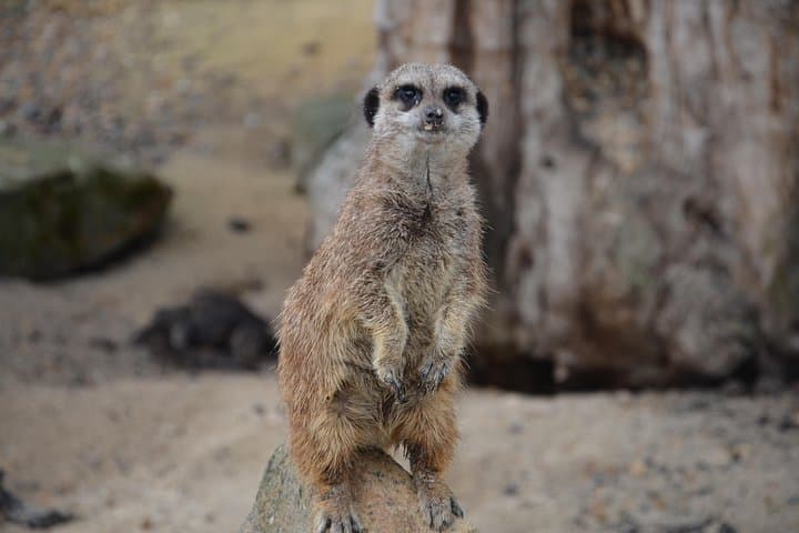 Krakow Zoo with Hotel Transfer image 4